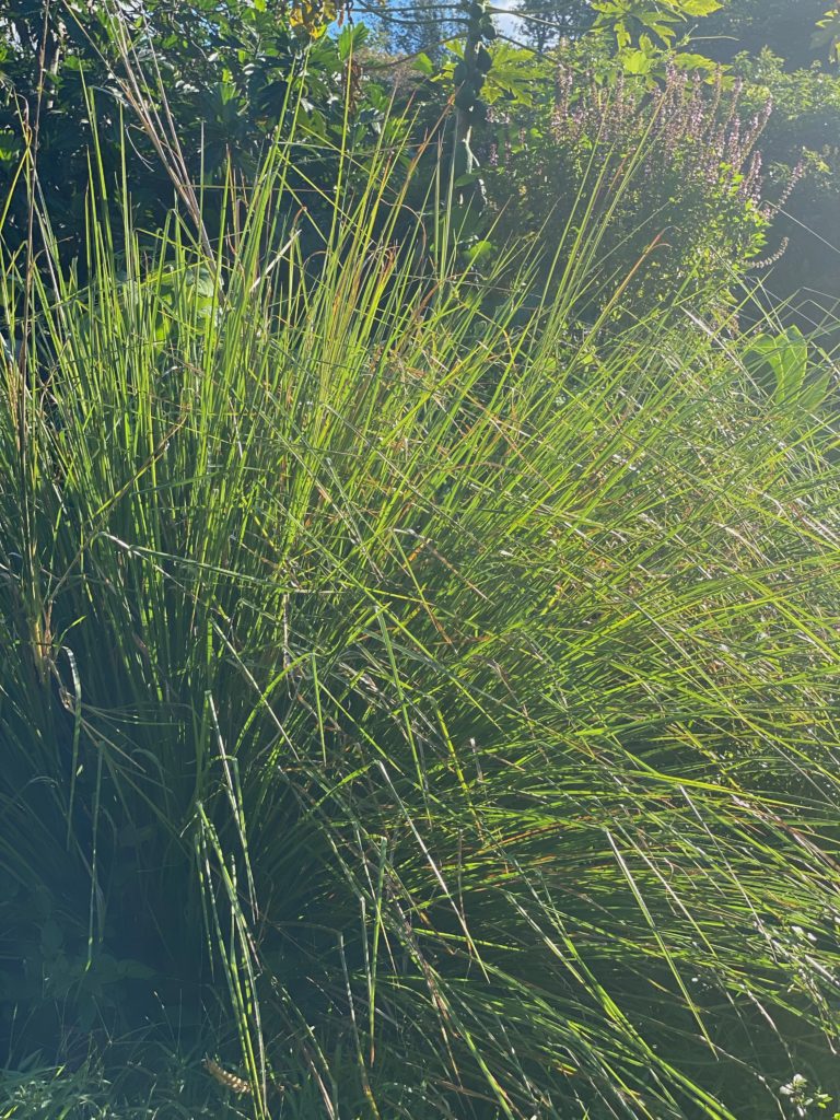 Vetiver Grass grown on Maui